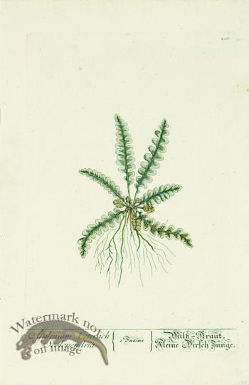 Blackwell German 265